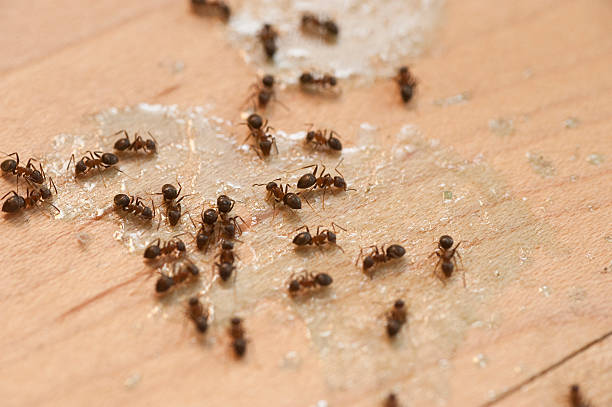 Best Affordable Pest Control Services  in Salisbury, NY