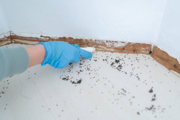 Best Residential Pest Control  in Salisbury, NY
